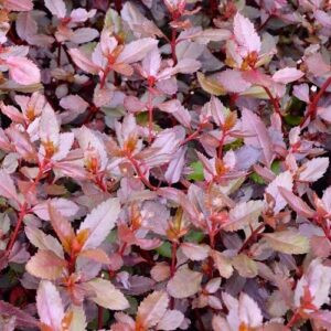 Haloragis erecta Purpurea - 2.5Ltr