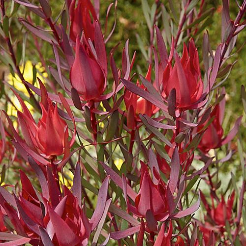 Leucadendron Mrs Stanley - Pb5 - Image 2