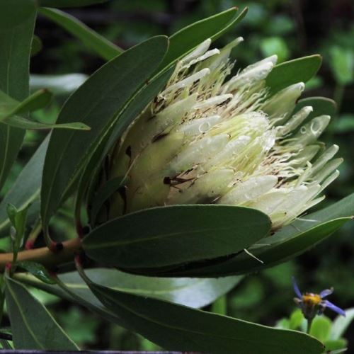 Protea repens Alba - 2.4Ltr
