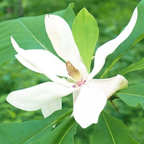 Magnolia rostrata, Beaked Magnolia - Pb28/Pb40 - Image 2