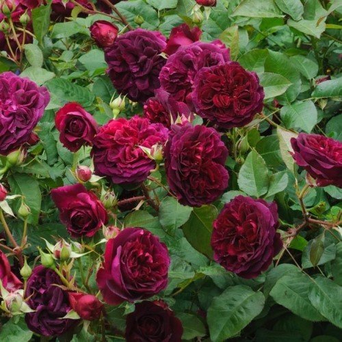 Rose William Shakespeare 2000 (Austin bush rose) - Image 2