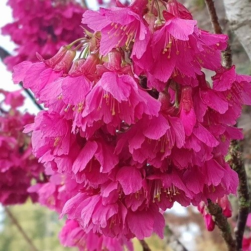 Prunus Felix Jury (H/W) - Pb28 - Image 2