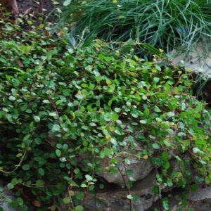 Muehlenbeckia complexa - Pot