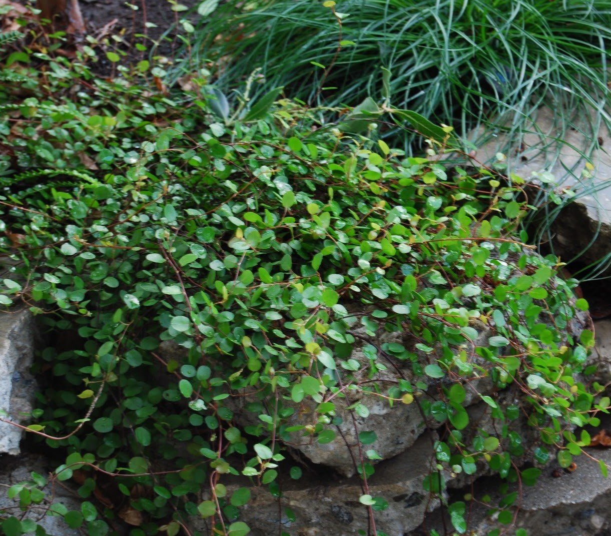 Muehlenbeckia complexa - Pb5