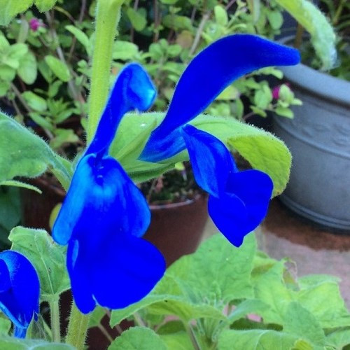 Salvia Blue Angel, Gentian Sage - 1.5Ltr - Image 2