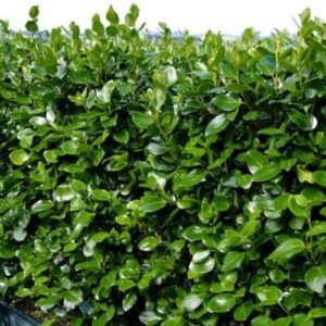 Griselinia Ardmore Emerald - 25Ltr (1.3-1.6m, bushy)