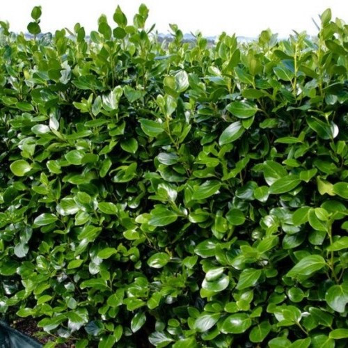 Griselinia Ardmore Emerald - Pb18