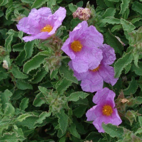 Cistus c. Violetti - pb6.5 (20/30) - Image 2