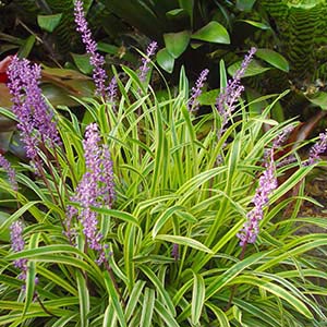 Liriope m. Gold Band, Lilyturf - Pb5