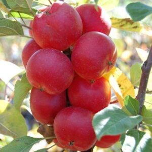 Malus Wrights Scarlet, Crabapple - Pb18