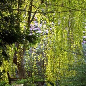 Cercidiphyllum j. Pendula, Weeping Katsura - Pb18 (170-200)