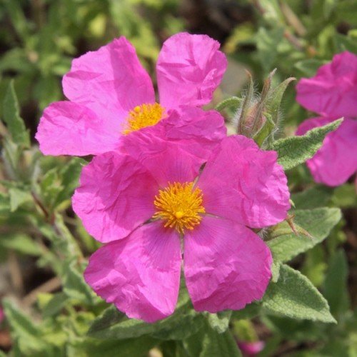 Cistus crispus - pb6.5 (20/30) - Image 2