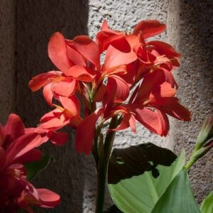 Canna Tropical Salmon (dwarf) - Pb5 (20/40)