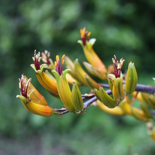 Phormium cookianum, Mountain Flax - 1Ltr - Image 2