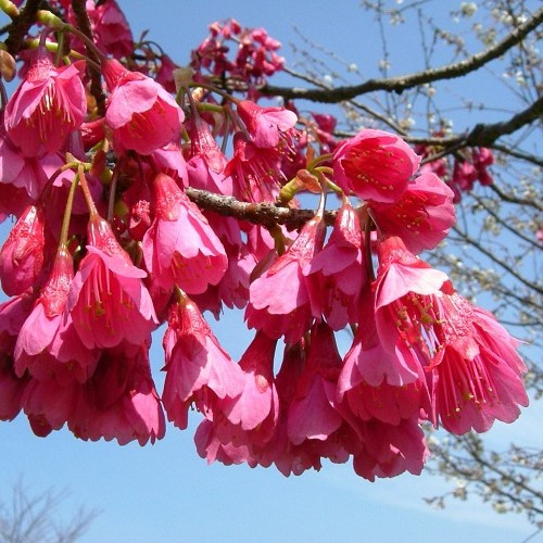 Prunus campanulata superba - Image 2