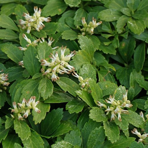Pachysandra terminalis, Japanese Spurge - Pb2/3 - Image 2