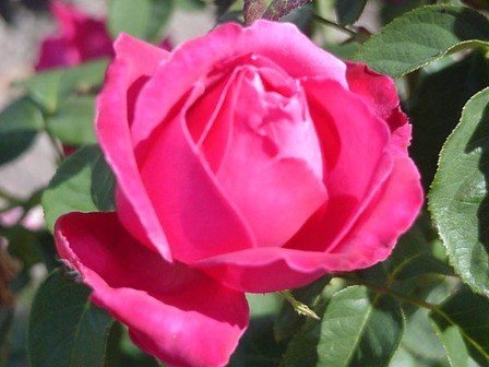 Rose Best Friend (bush, hyb. tea)