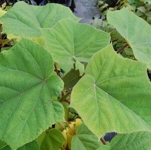 Paulownia elongata, Empress Tree
