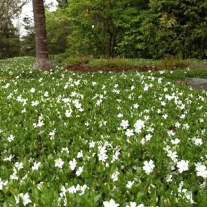 Vinca m. Gertrude Jekyll, Periwinkle - 1.5Ltr