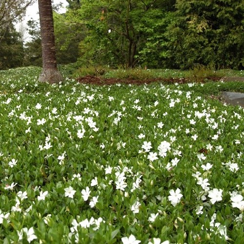 Vinca m. Gertrude Jekyll, Periwinkle - 1.5Ltr