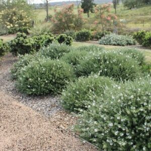 Westringia Mundi, Coastal Rosemary - 4Ltr