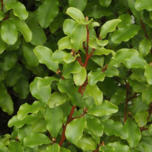 Myrsine australis, Red Matipo - Pb8