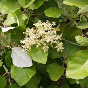 Brachyglottis repanda - 2Ltr/2.5Ltr