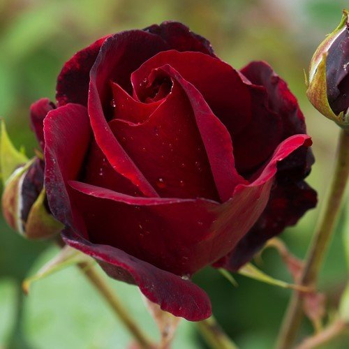 Rose Black Beauty (floribunda) - Image 2