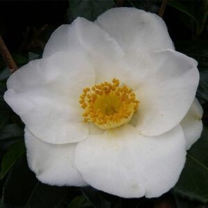 Camellia Silver Tower - Pb6.5 (40/80)