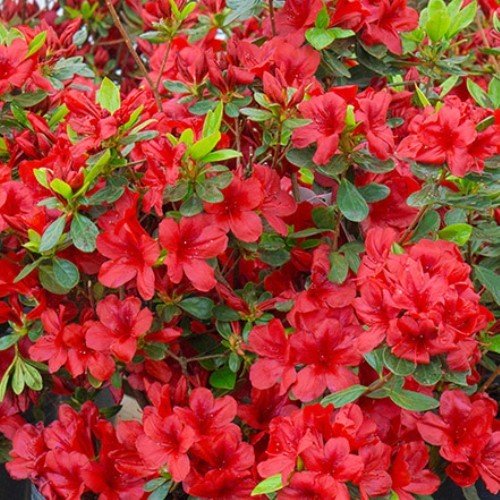 Azalea Pyrored - 1.25Ltr - Image 2