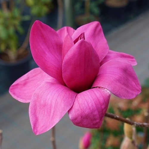 Magnolia Vulcan - 35Ltr - Image 2