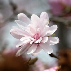 Magnolia stellata Dawn - Pb28