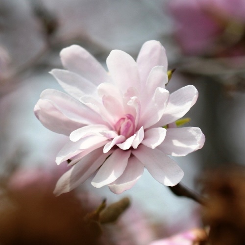 Magnolia stellata Dawn - Pb28