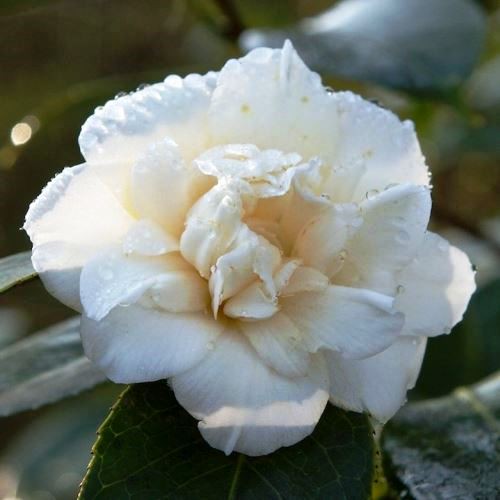 Camellia Champagne - Pb6.5 (60/80)