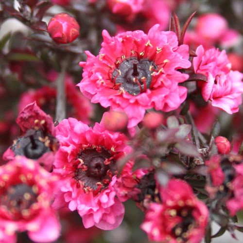 Leptospermum Wiri Kerry, Manuka - Pb5 - Image 2