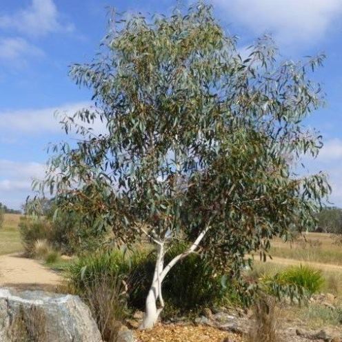 Eucalyptus pauciflora, Alpine Snow Gum - Pb6.5 - Image 2
