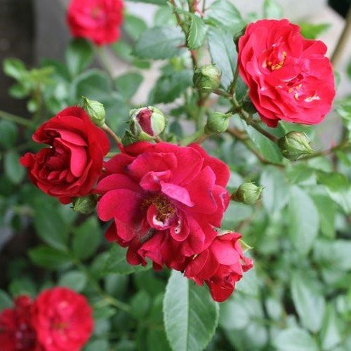 Rose Fairy Dance (floribunda) - Image 2