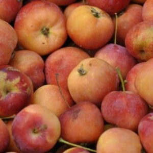 Apple Bedford Crab - Pb12