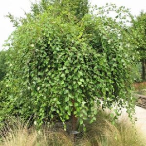 Betula nigra Summer Cascade, Weeping River Birch - 5Ltr/Pb12