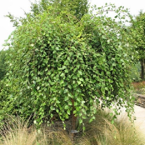 Betula nigra Summer Cascade, Weeping River Birch - 5Ltr/Pb12