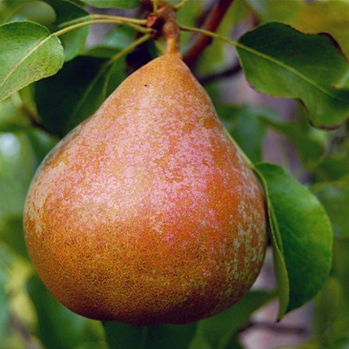Pear Taylors Gold - Pb18 (150/170)