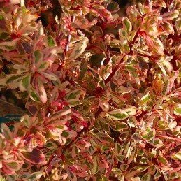 Pyracantha Harlequin, Firethorn - 1.5Ltr