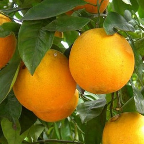 Orange Parent Navel - Pb28