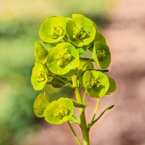 Euphorbia robbiae, Wood Spurge - 2.5Ltr (10/20) - Image 2