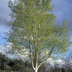 Betula pendula Alba, Weeping Silver Birch - Pb18 (120/150)
