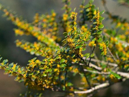 Azara microphylla, Vanilla Tree - Pb18