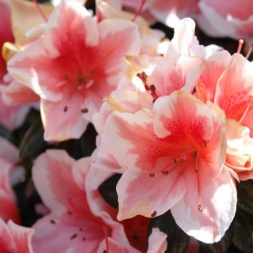 Azalea Helen Fox - 1.25Ltr - Image 2