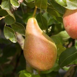 Pear Concorde - Pb12/Pb18 (110/150)