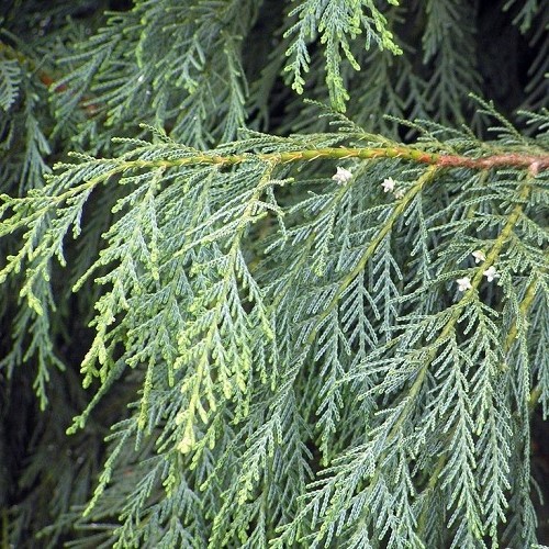 Cupressus Naylor's Blue - 2.5Ltr - Image 2