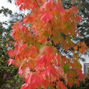 Acer rubrum Bowhall, Red Maple - Pb40